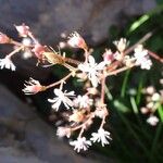 Saxifraga hirsuta Flower