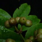 Zanthoxylum oxyphyllum Fruit