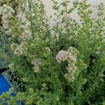 Origanum majorana Συνήθη χαρακτηριστικά