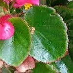 Begonia cucullata ഇല