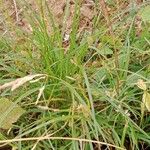 Carex hirta Hábito