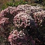 Cyathopsis floribunda Habitat