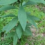 Verbesina alternifolia Leaf