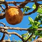 Vangueria madagascariensis Fruit