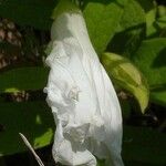 Calystegia spithamaea Květ