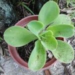 Echeveria pallida Leaf
