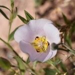 Calochortus flexuosus Blodyn