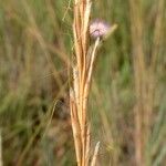 Helictochloa bromoides Fleur