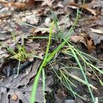 Danthonia decumbens List
