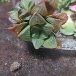 Haworthia mutica Hoja