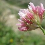 Trifolium thalii ফুল