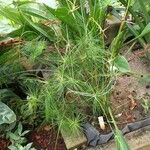 Cyperus haspan Агульны выгляд