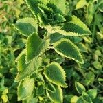 Plectranthus amboinicus Blad