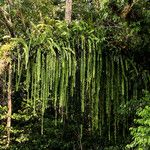 Nephrolepis acutifolia Habit