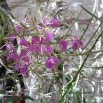 Epilobium angustifoliumFlower