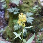 Jacobaea uniflora Flower