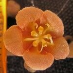 Fevillea cordifolia Flor