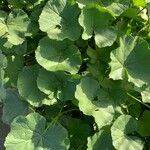 Malva setigera Blad