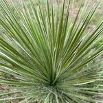 Yucca elata Ліст