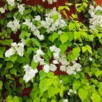 Bougainvillea × buttiana Liść