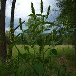 Agastache nepetoides Hábito