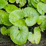 Petasites pyrenaicus Blatt