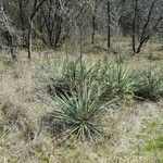 Yucca necopina Хабит