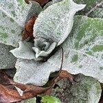 Verbascum boerhavii Leaf