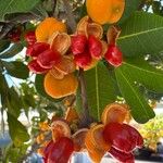 Cupaniopsis anacardioides Flor