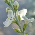 Gomphostigma virgatum Flower