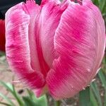 Tulipa grengiolensis Flower