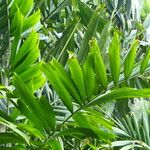 Ptychosperma macarthurii Hoja