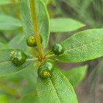 Fadogia triphylla Fruto