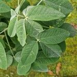 Crotalaria micans Blad