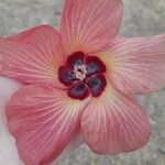 Hibiscus elatus Flower