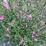 Dianthus armeria Hábito