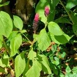 Phytolacca acinosaFlower