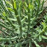 Euphorbia flanaganii Leaf