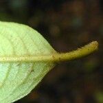 Freziera grisebachii Leaf