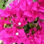 Bougainvillea glabraFlor