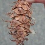 Pseudotsuga menziesii Gyümölcs
