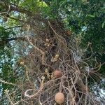 Couroupita guianensis Bark