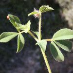 Lotus edulis Leaf