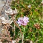 Armeria maritima Blüte