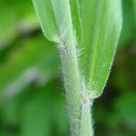 Paspalum paniculatum Kéreg