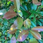 Photinia glabra Blad