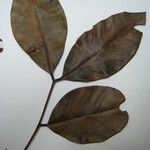 Cassia spruceana