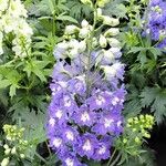 Delphinium elatum Blüte