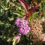 Spiraea japonicaFlower