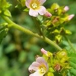 Melochia pyramidata Bloem